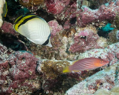 Pseudocheilinus octotaenia