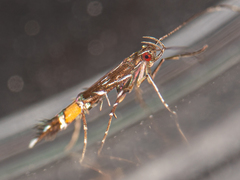 Cosmopterix pulchrimella