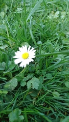 Bellis perennis