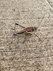 Brachystola behrensii