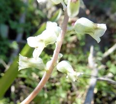 Lachenalia perryae
