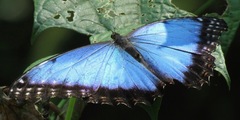Morpho helenor narcissus