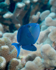 Odonus niger