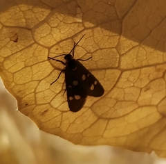 Dysauxes famula