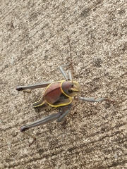 Brachystola behrensii