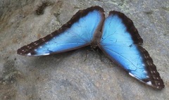 Morpho helenor narcissus