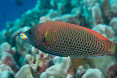 Pseudodax moluccanus