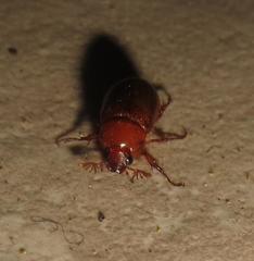 Schizonycha