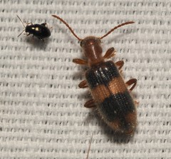 Cymatodera puncticollis