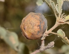 Andricus sternlichti