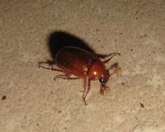 Schizonycha