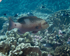 Gracila albomarginata