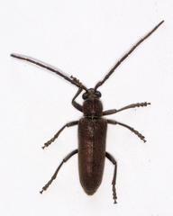 Africophanes amicus
