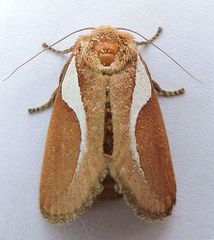 Prolimacodes trigona