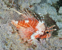 Pterois paucispinula