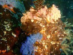 Virididentula dentata