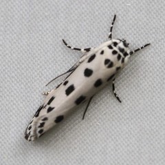 Ethmia sphaerosticha