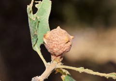 Andricus infectorius