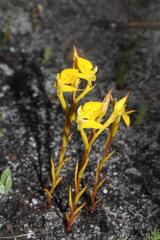 Disa tenuifolia
