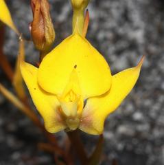 Disa tenuifolia