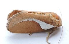 Prolimacodes trigona