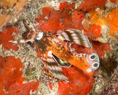 Dendrochirus biocellatus