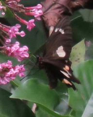 Parides childrenae