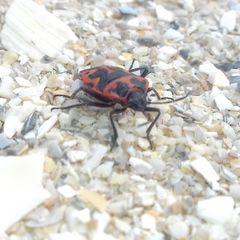 Eurydema spectabilis