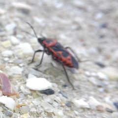 Eurydema spectabilis