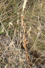 Orchis anthropophora