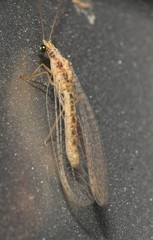 Eremochrysa punctinervis