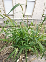 Setaria viridis major