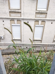 Setaria viridis major