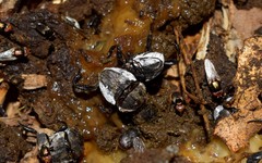 Sisyphus schaefferi schaefferi