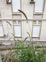 Setaria viridis major