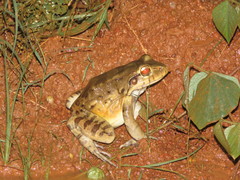 Leptodactylus knudseni