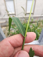 Setaria viridis major