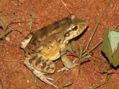 Leptodactylus knudseni