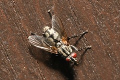 Phyto melanocephala