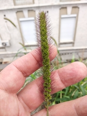 Setaria viridis major