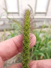 Setaria viridis major
