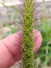 Setaria viridis major