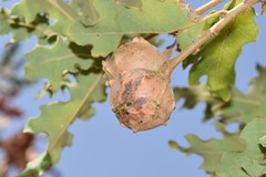 Andricus sternlichti