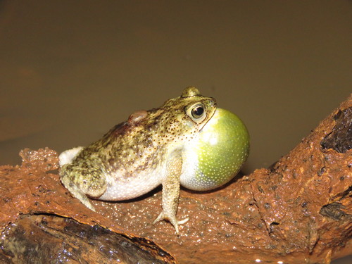 Chaco Granulated Toad