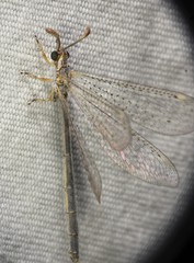 Clathroneuria coquilletti