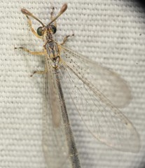 Clathroneuria coquilletti