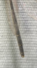 Clathroneuria coquilletti