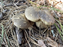 Retiboletus vinaceipes