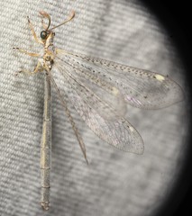 Clathroneuria coquilletti