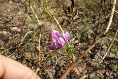 Astragalus davuricus